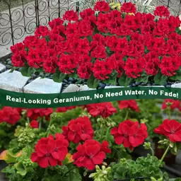 8 Bundles Artificial Geranium Flowers,… — Photo 4